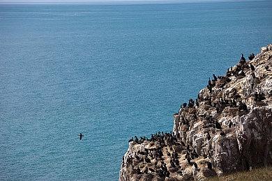 《寂静岭f》在5090上崩溃！用顶级显卡还享受不了